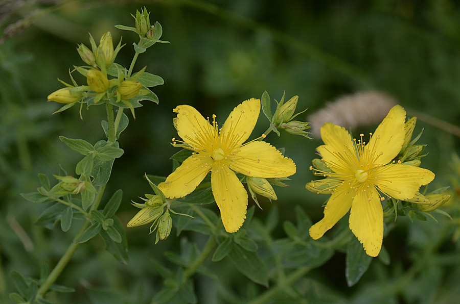 Hypericum petali seghettati, Hypericum perforatum sl.